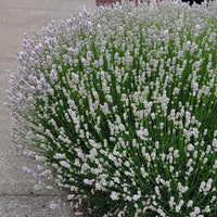 Lavender Live Plant Melissa 4" Size Pots
