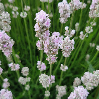 Lavender Live Plant Melissa 4" Size Pots