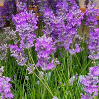 Lavender Live Plant Royal Velvet Herb 3.5" Size Pot