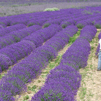 Lavender Live Plant Royal Velvet Herb 3.5" Size Pot