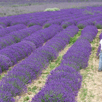 Lavender Field Rows Growing in Full Sun