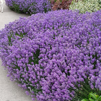 Blue Cushion Lavender Plant - Live 4 Inch Pot English Lavender