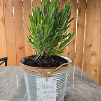 Lavender Plant in Galvanized Tin – Mom Means Love Mother's Day Gift