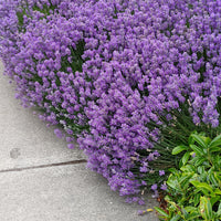 Lavender Live Plant Munstead