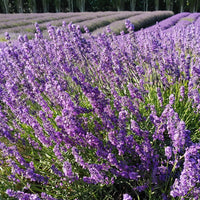 Blue Cushion Lavender Deep Blue Flower Spikes Close Up
