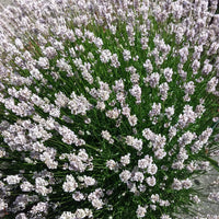 Lavender Live Plant Melissa 4" Size Pots