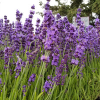 Lavender Live Plant "Hidcote" Lavender