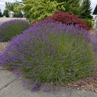 💜 Lavandula 'Grosso' – Fragrant French Lavender for Oil, Sachets & Dried Bundles