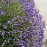 💜 Lavandula 'Grosso' – Fragrant French Lavender for Oil, Sachets & Dried Bundles
