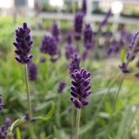 Lavender Live Plant "Hidcote" Lavender