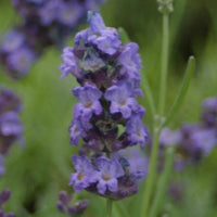 Findlavender - Lavender Plants - Findlavender