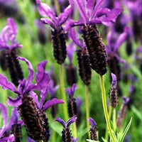 Purple Ribbon Spanish Lavender - 3.5" Size Pot - Findlavender