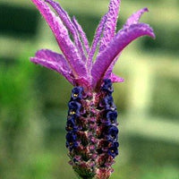 Purple Ribbon Spanish Lavender - 3.5" Size Pot - Findlavender