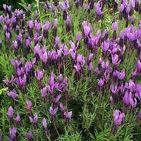 Purple Ribbon Spanish Lavender - 3.5" Size Pot - Findlavender