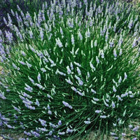 Lavender French Provence - 3.5" Size Pot - Findlavender