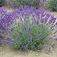 Lavender Royal Velvet Herb 3.5" Size Pot - Findlavender