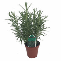 Rosemary Gorizia 3.5" Size Pot - Findlavender