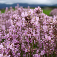 Findlavender - Lavender Plants - Findlavender