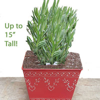 Gift Planters - Include Plant and Planter - Findlavender