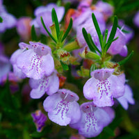 Rosemary Gorizia 3.5" Size Pot - Findlavender