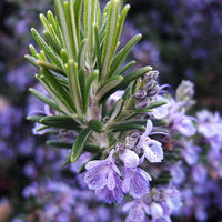 Rosemary Gorizia 3.5" Size Pot - Findlavender