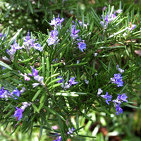 Rosemary Gorizia 3.5" Size Pot - Findlavender