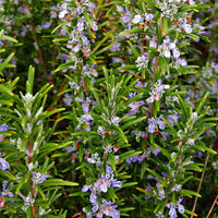 Rosemary Gorizia 3.5" Size Pot - Findlavender