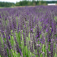 Lavender Grosso 3.5" Size Pot - Findlavender
