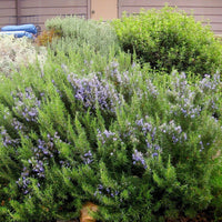 Rosemary Gorizia 3.5" Size Pot - Findlavender