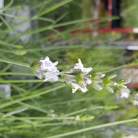 Findlavender - LavenderLavender Edelweiss (White Color) - 4" Size Pots - Findlavender