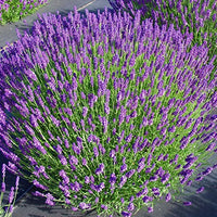 Lavender Live Plant "Hidcote" Lavender