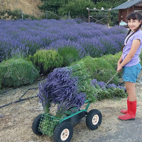 Lavender Dried Bundles (Lavender Grosso) - 18" to 22" L - Findlavender