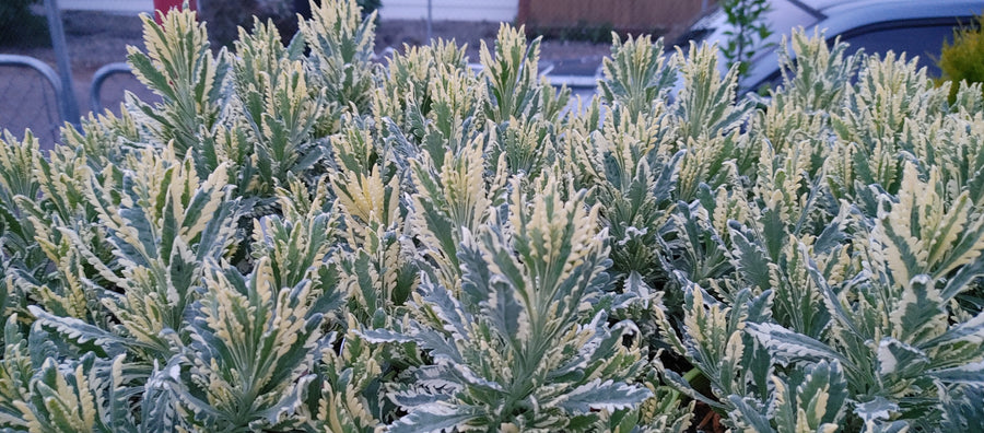 Lavender Live Plant Allardii 'Meerlo' - 2.5QT Size Pot