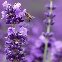 Munstead 3.5" Size Pot - Findlavender