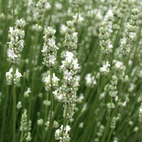 Lavender Live Plant White Spike