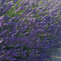 Lavender French Provence - 3.5" Size Pot - Findlavender