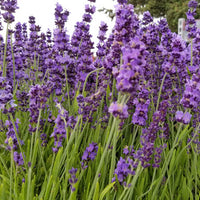 English Culinary Lavender Buds