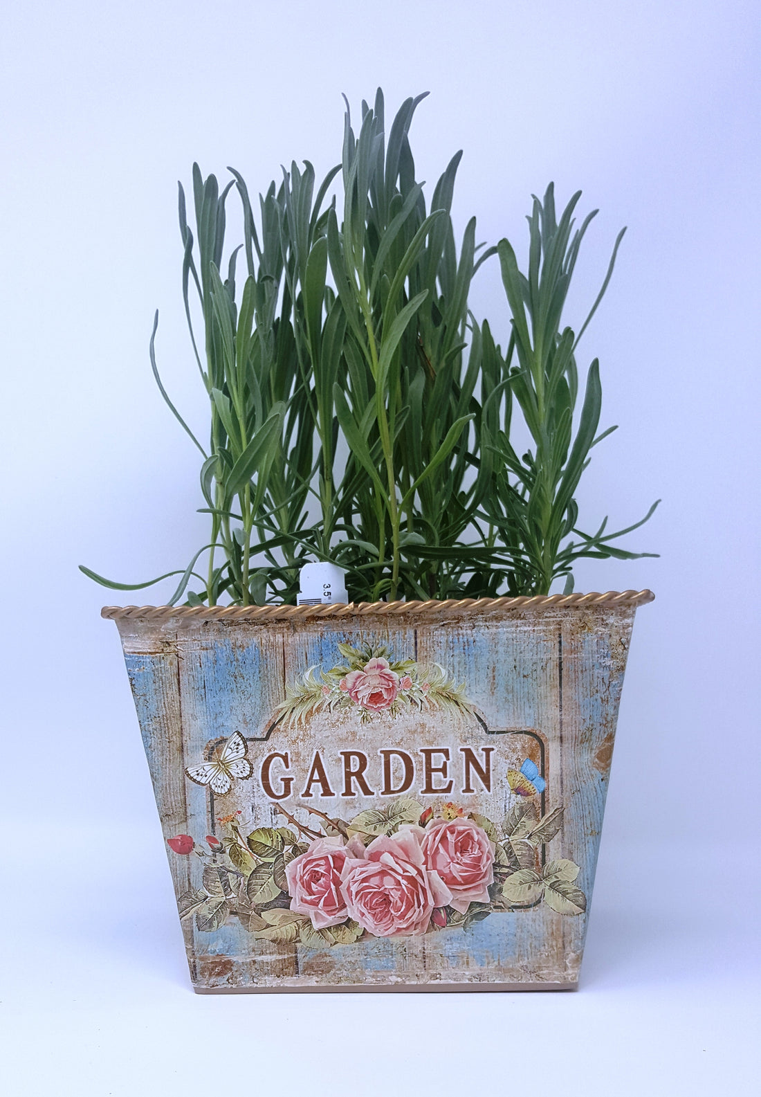Gift Planters - Include Plant and Planter - Findlavender