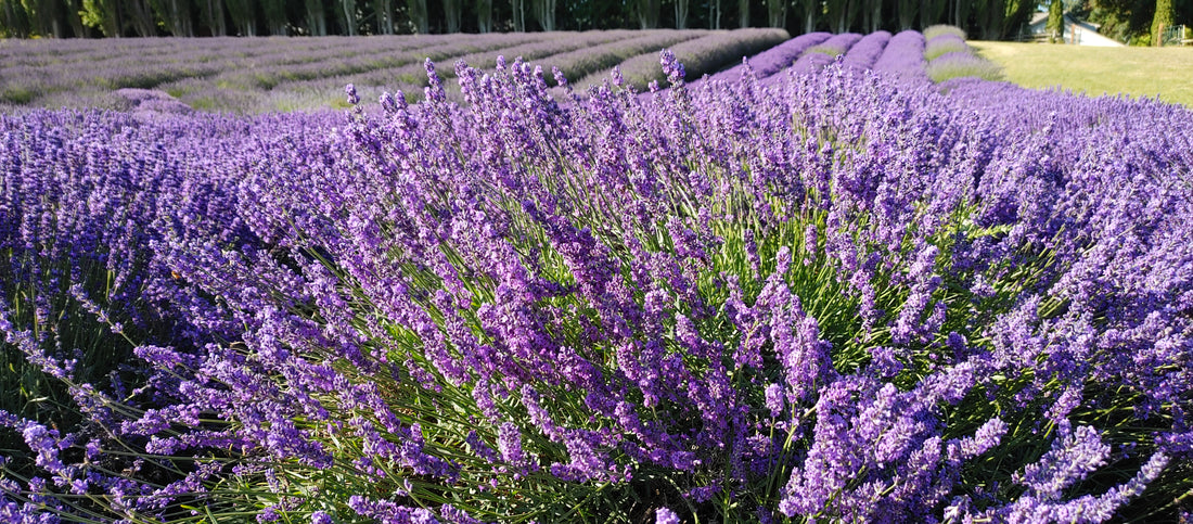potted lavender plants for sale Buy Lavender Live Plant Royal Velvet 3.5" Pot He