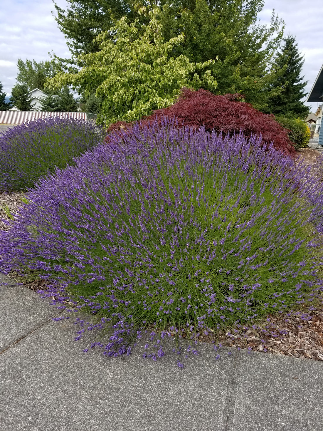 lavender grosso plants Buy Grosso Lavender Plant Live 2.5QT Pot Herb Ga