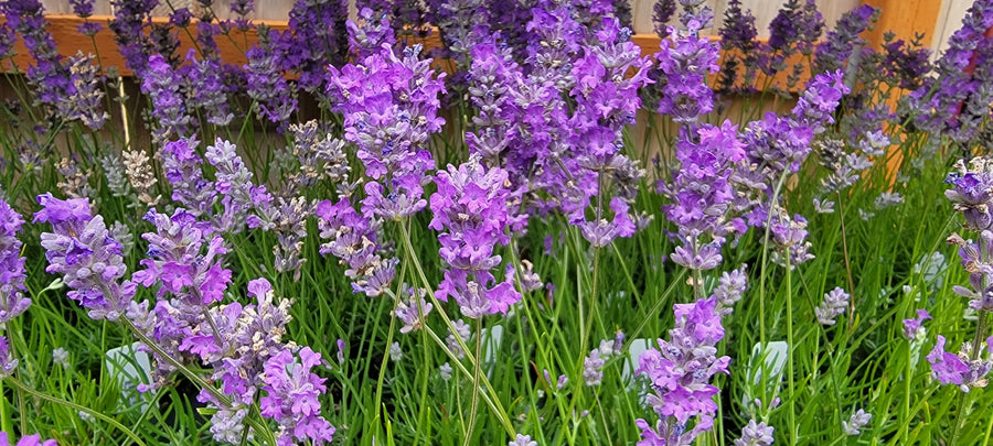 where to buy live lavender plants near me Buy Lavender Live Plant Royal Velvet 3.5" Pot He