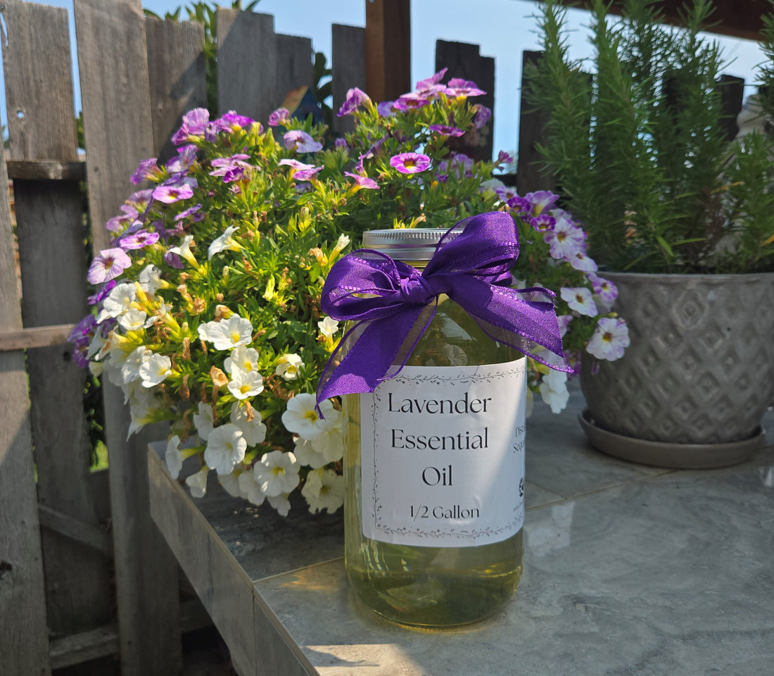 2 gallon lavender plant Bulk Lavender Essential Oil Half Gallon Wash