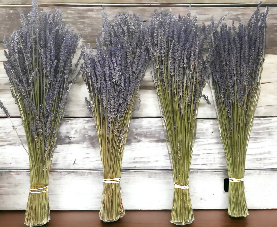 lavender plant dried Dried Lavender Bundles