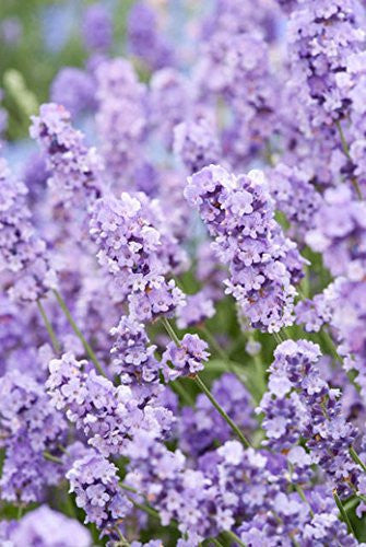 Live Lavender Plant in 4 Inch Nursery Pot Ready to Ship