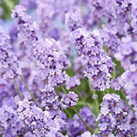 Live Lavender Plant in 4 Inch Nursery Pot Ready to Ship