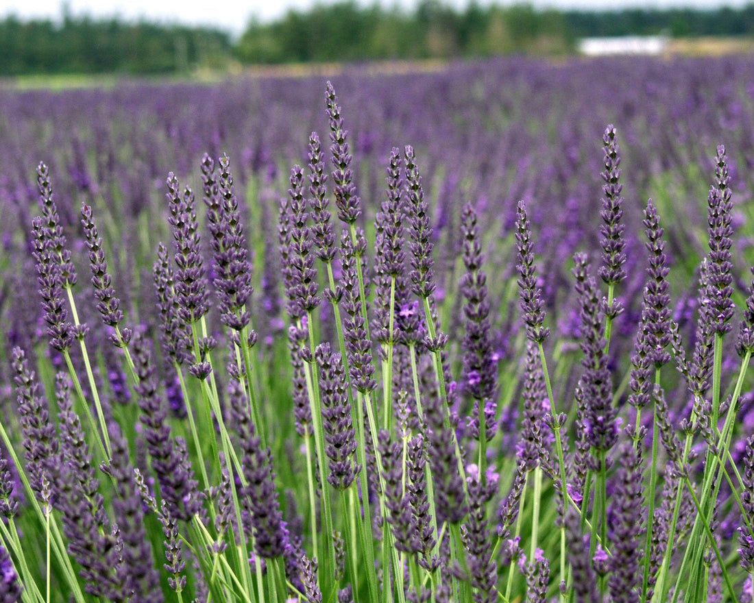 live lavender plant Buy Grosso Lavender Plant Live 2.5QT Pot Herb Ga