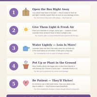 Find Lavender Plant Care Guide — How to care for your new plants