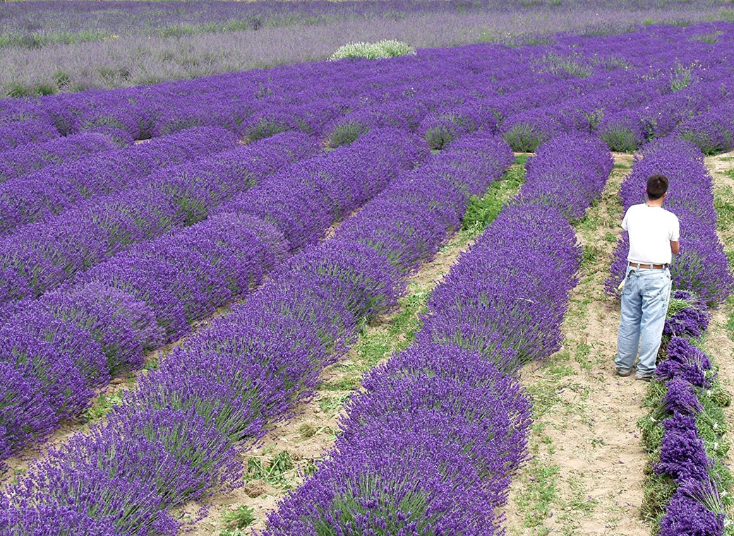 Lavender Live Plant Royal Velvet 3.5" Pot Herb Garden Aromatherapy