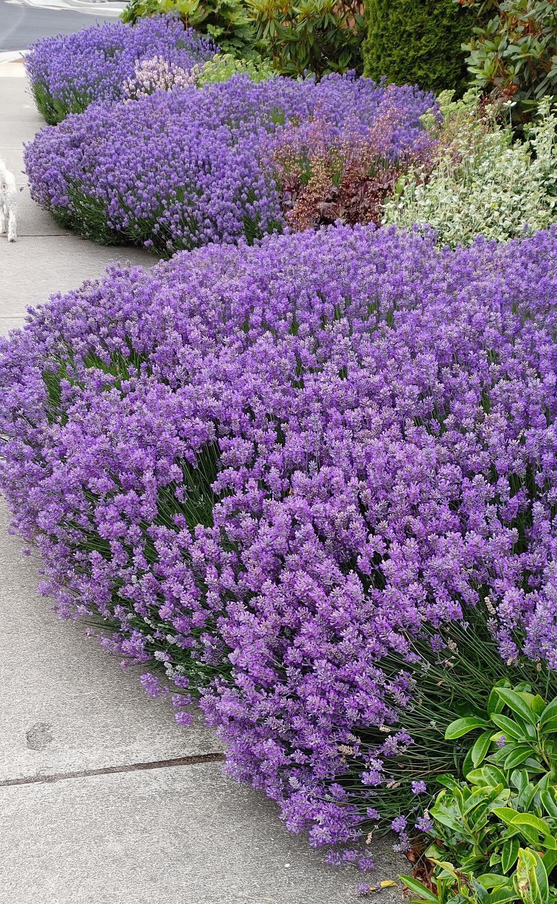 Blue Cushion Lavender Plant - Live 4 Inch Pot English Lavender