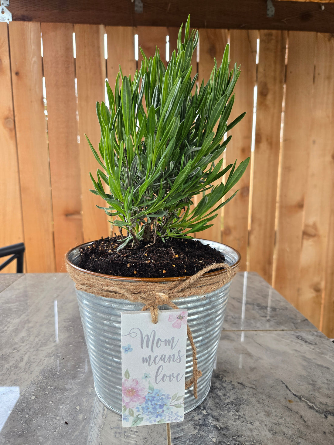 Lavender Plant in Galvanized Tin – Mom Means Love Mother&